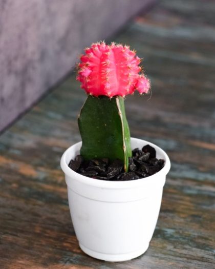 Gymnocalycium mihanovichii | Pink Moon Cactus |